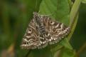 Moths: Mother Shipton (Callistege mi)